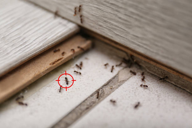 Best Pest Prevention Services  in Tiffin, OH